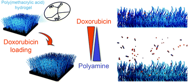 Graphical abstract: Triggering doxorubicin release from responsive hydrogel films by polyamine uptake