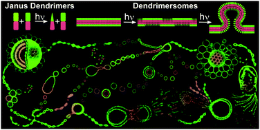 Graphical abstract: Unraveling topology-induced shape transformations in dendrimersomes