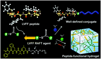 Graphical abstract: Peptide-induced RAFT polymerization via an amyloid-β17–20-based chain transfer agent