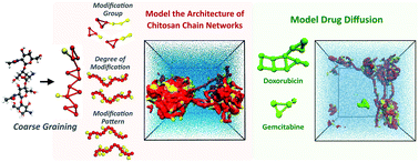 Graphical abstract: A multiscale coarse-grained model to predict the molecular architecture and drug transport properties of modified chitosan hydrogels