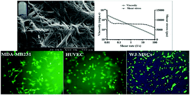 Graphical abstract: Structural, mechanical, and biological characterization of hierarchical nanofibrous Fmoc-phenylalanine-valine hydrogels for 3D culture of differentiated and mesenchymal stem cells