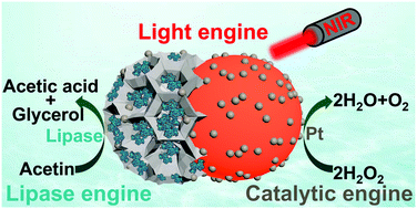 Graphical abstract: Janus dendritic silica/carbon@Pt nanomotors with multiengines for H2O2, near-infrared light and lipase powered propulsion