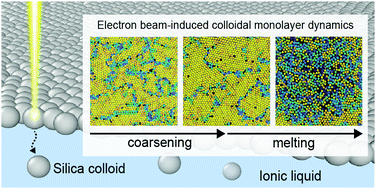 Graphical abstract: Charging-driven coarsening and melting of a colloidal nanoparticle monolayer at an ionic liquid–vacuum interface