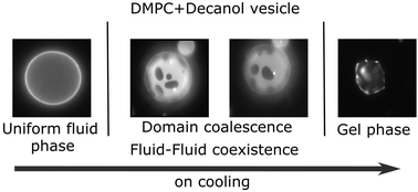 Graphical abstract: Fluid–fluid coexistence in phospholipid membranes induced by decanol