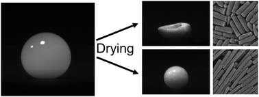 Graphical abstract: Increasing aspect ratio of particles suppresses buckling in shells formed by drying suspensions