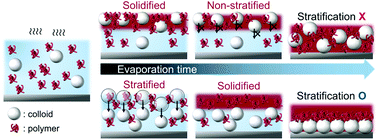 Graphical abstract: Stratification of polymer–colloid mixtures via fast nonequilibrium evaporation
