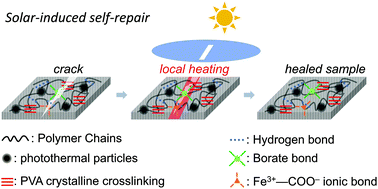 Graphical abstract: Equipment-free photothermal effect promoted self-healing and self-recovery of hydrogels