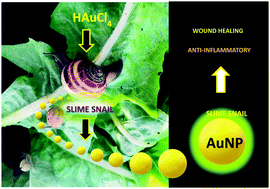 Graphical abstract: Biomolecules from snail mucus (Helix aspersa) conjugated gold nanoparticles, exhibiting potential wound healing and anti-inflammatory activity