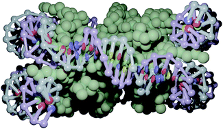 Graphical abstract: Coarse-grained nucleic acid–protein model for hybrid nanotechnology