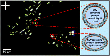 Graphical abstract: Production of giant unilamellar vesicles and encapsulation of lyotropic nematic liquid crystals