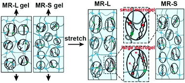 Graphical abstract: Tough hybrid microgel-reinforced hydrogels dependent on the size and modulus of the microgels