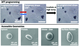 Graphical abstract: Permanent and reversibly programmable shapes in liquid crystal elastomer microparticles capable of shape switching
