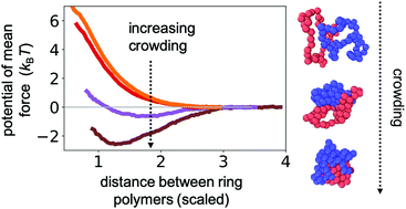 Graphical abstract: Crowding-induced interactions of ring polymers