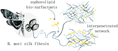Graphical abstract: Interpenetrated biosurfactant-silk fibroin networks – a SANS study