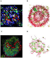 Graphical abstract: Coarse-grained simulation of the self-assembly of lipid vesicles concomitantly with novel block copolymers with multiple tails