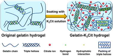 Graphical abstract: Strengthening gelatin hydrogels using the Hofmeister effect