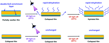 Graphical abstract: Abnormal fast dehydration and rehydration of light- and thermo-dual-responsive copolymer films triggered by UV radiation