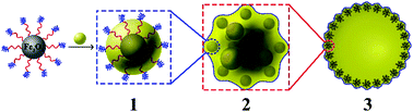 Graphical abstract: The stepwise organization of nanoparticles into a Pickering emulsion