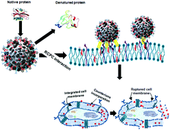 Graphical abstract: Protein–nanoparticle interactions and a new insight