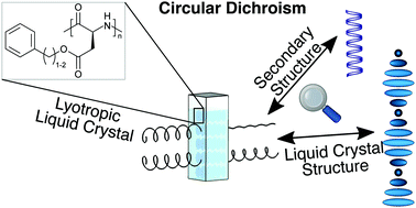 Graphical abstract: Treating anisotropic artefacts in circular dichroism spectroscopy enables investigation of lyotropic liquid crystalline polyaspartate solutions