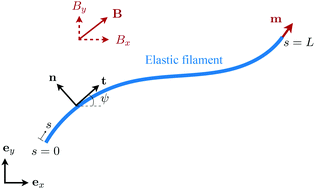 Graphical abstract: Propulsion of an elastic filament in a shear-thinning fluid
