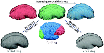 Graphical abstract: Physical aspects of cortical folding