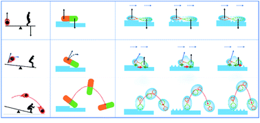 Graphical abstract: Directed motion of an impinging water droplet—seesaw effect