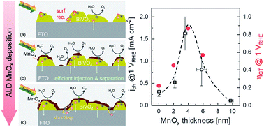 Graphical abstract: The role of ultra-thin MnOx co-catalysts on the photoelectrochemical properties of BiVO4 photoanodes