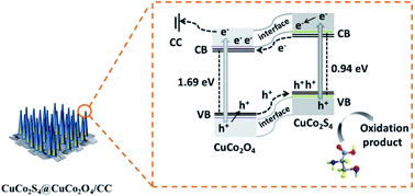 Graphical abstract: An in situ engineered CuCo2S4@CuCo2O4 heterojunction with an O–S interpenetrated interface as a photoanode for selective photoelectrochemical bioanalysis