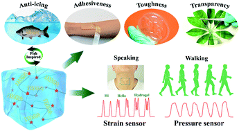 Graphical abstract: Fish-inspired anti-icing hydrogel sensors with low-temperature adhesion and toughness