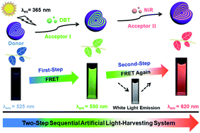 Graphical abstract: A highly efficient artificial light-harvesting system with two-step sequential energy transfer based on supramolecular self-assembly
