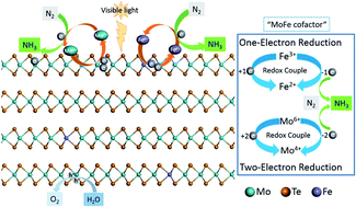 Graphical abstract: The in-built bionic “MoFe cofactor” in Fe-doped two-dimensional MoTe2 nanosheets for boosting the photocatalytic nitrogen reduction performance
