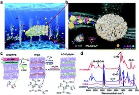 Graphical abstract: Ultrahigh and economical uranium extraction from seawater via interconnected open-pore architecture poly(amidoxime) fiber