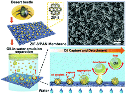 Graphical abstract: Inverse desert beetle-like ZIF-8/PAN composite nanofibrous membrane for highly efficient separation of oil-in-water emulsions