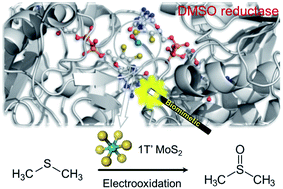 Graphical abstract: Biomimetic electro-oxidation of alkyl sulfides from exfoliated molybdenum disulfide nanosheets