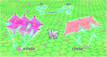 Graphical abstract: Phase control of ultrafine FeSe nanocrystals in a N-doped carbon matrix for highly efficient and stable oxygen reduction reaction