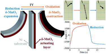 Graphical abstract: High-performing, linearly controllable electrochemical actuation of c-disordered δ-MnO2/Ni actuators