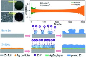 Graphical abstract: Uniform and dendrite-free zinc deposition enabled by in situ formed AgZn3 for the zinc metal anode