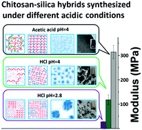 Graphical abstract: Robust and nanostructured chitosan–silica hybrids for bone repair application