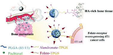 Graphical abstract: Alendronate/folic acid-decorated polymeric nanoparticles for hierarchically targetable chemotherapy against bone metastatic breast cancer