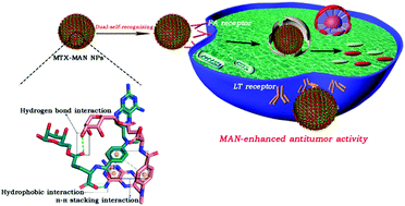 Graphical abstract: Dual-self-recognizing, stimulus-responsive and carrier-free methotrexate–mannose conjugate nanoparticles with highly synergistic chemotherapeutic effects