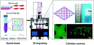 Graphical abstract: 3D Bioprinting of shear-thinning hybrid bioinks with excellent bioactivity derived from gellan/alginate and thixotropic magnesium phosphate-based gels