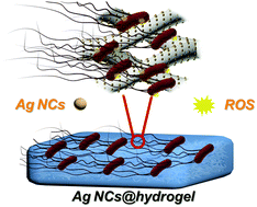 Graphical abstract: The in situ synthesis of silver nanoclusters inside a bacterial cellulose hydrogel for antibacterial applications
