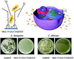 Graphical abstract: Encapsulating insoluble antifungal drugs into oleic acid-modified silica mesocomposites with enhanced fungicidal activity