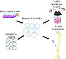 Graphical abstract: Modular microcarrier technologies for cell-based bone regeneration