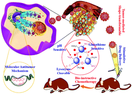 Graphical abstract: Tumor-mediated shape-transformable nanogels with pH/redox/enzymatic-sensitivity for anticancer therapy