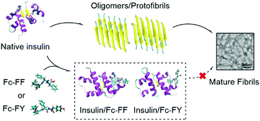 Graphical abstract: Ferrocene-modified peptides as inhibitors against insulin amyloid aggregation based on molecular simulation