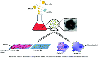 Graphical abstract: Hybrid silver–gold nanoparticles suppress drug resistant polymicrobial biofilm formation and intracellular infection