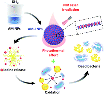 Graphical abstract: Facile synthesis of monodisperse chromogenic amylose–iodine nanoparticles as an efficient broad-spectrum antibacterial agent