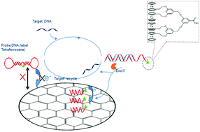 Graphical abstract: Multi-signal amplification electrochemical DNA biosensor based on exonuclease III and tetraferrocene